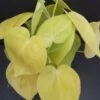 Philodendron micans Lime, pianta da interno