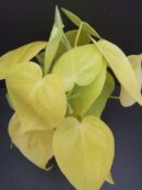 Philodendron micans Lime