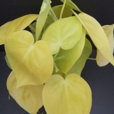 Philodendron micans Lime