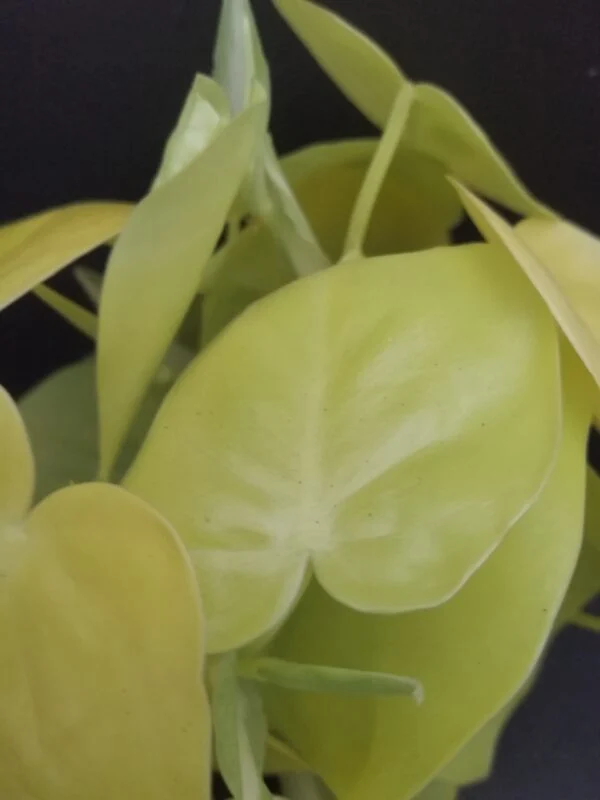 Philodendron micans Lime, foto 2