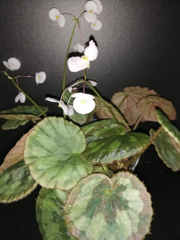 Begonia mashanica, Begonia jinxiensis var. mashanica, pianta da interno