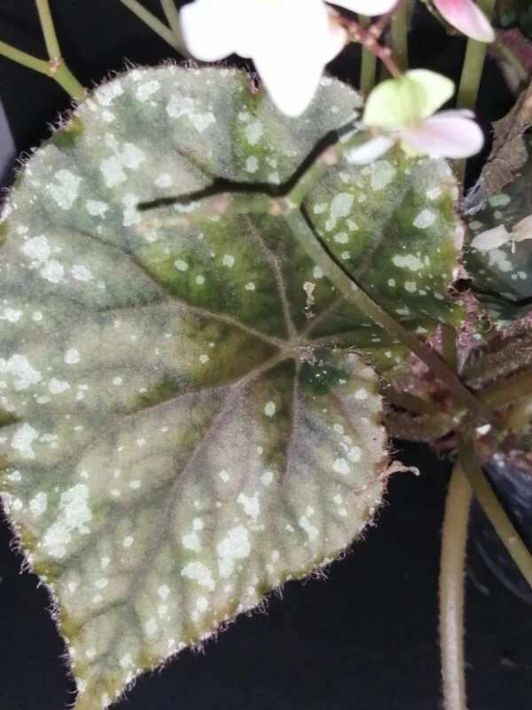 Begonia mashanica, Begonia jinxiensis var. mashanica, foto 3
