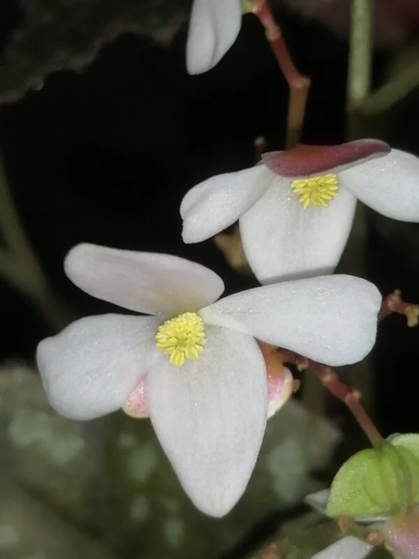 Begonia mashanica, Begonia jinxiensis var. mashanica, foto 4