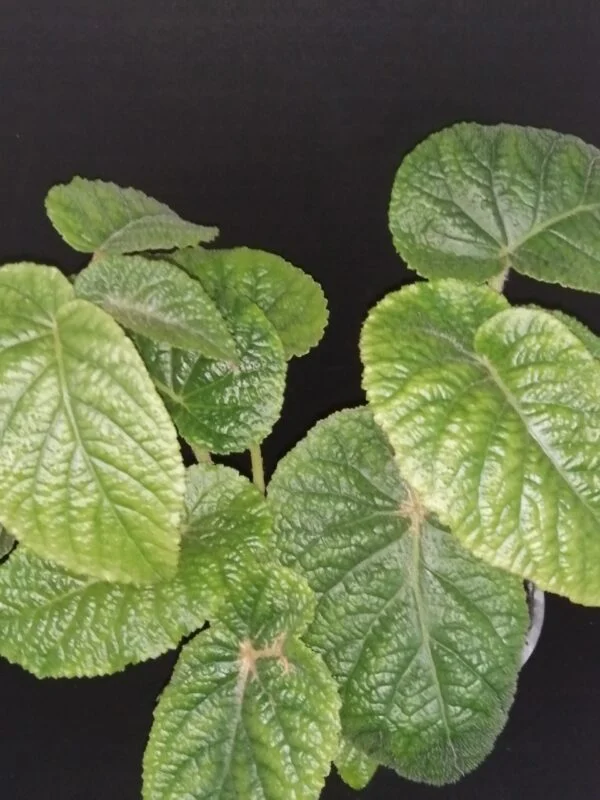 Begonia Gothol, pianta da interno