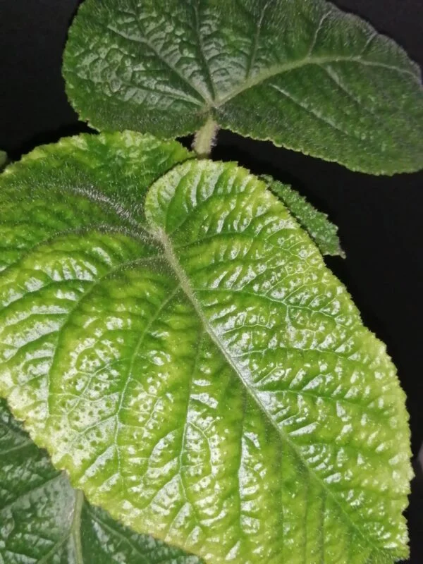 Begonia Gothol, foto 4