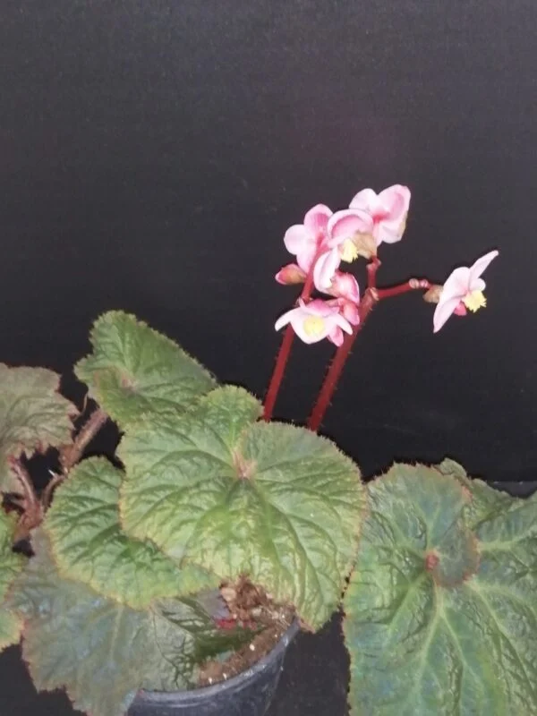 Begonia Midnight Magic, foto 5