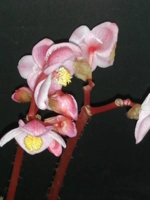 Begonia Midnight Magic, foto 4