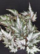 Begonia Beleaf Green Valley