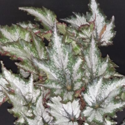 Begonia Beleaf Green Valley