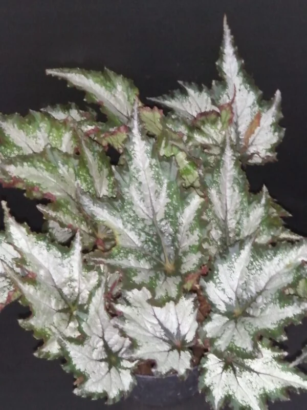 Begonia Beleaf Green Valley, pianta da interno
