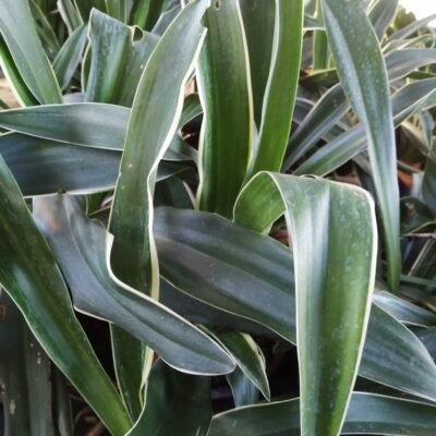 Rhodea japonica Variegata