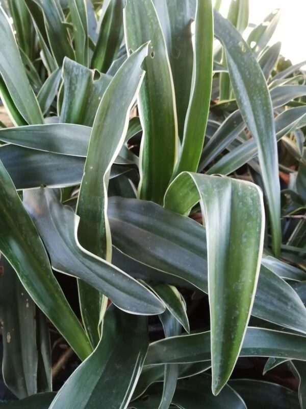 Rhodea japonica Variegata, pianta da esterno