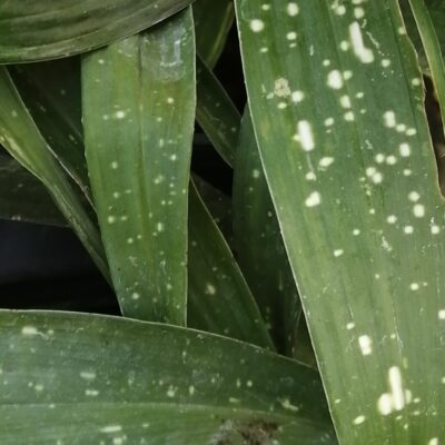 Aspidistra Milky Way