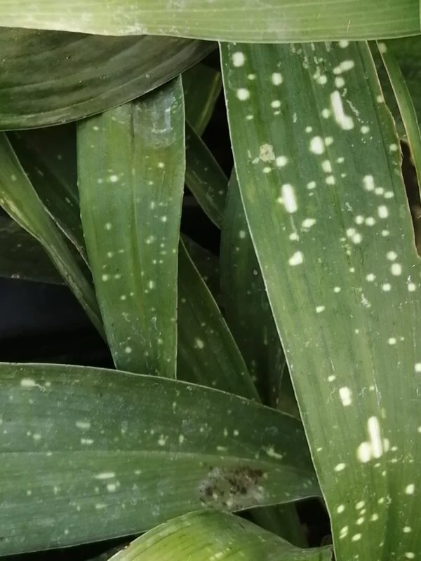 Aspidistra Milky Way, pianta da esterno