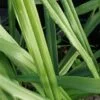 Aspidistra caespitosa, pianta da esterno