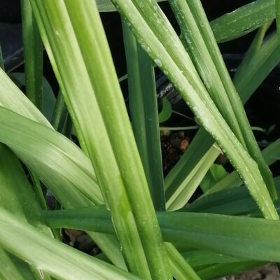 Aspidistra caespitosa
