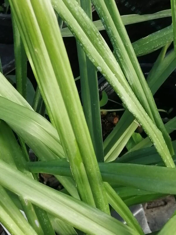 Aspidistra caespitosa, pianta da esterno