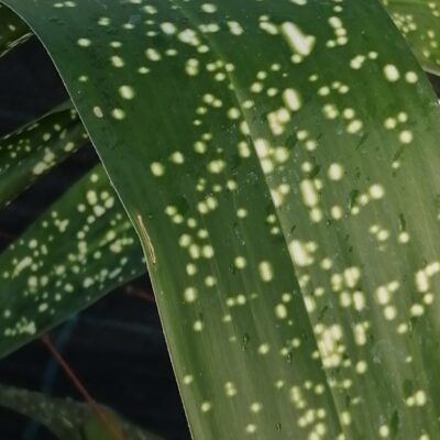 Aspidistra Spek-tacular