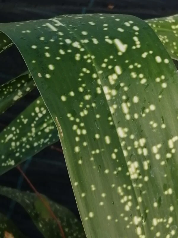 Aspidistra Spek-tacular, pianta da esterno