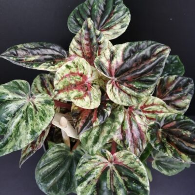 Peperomia caperata variegata Helios