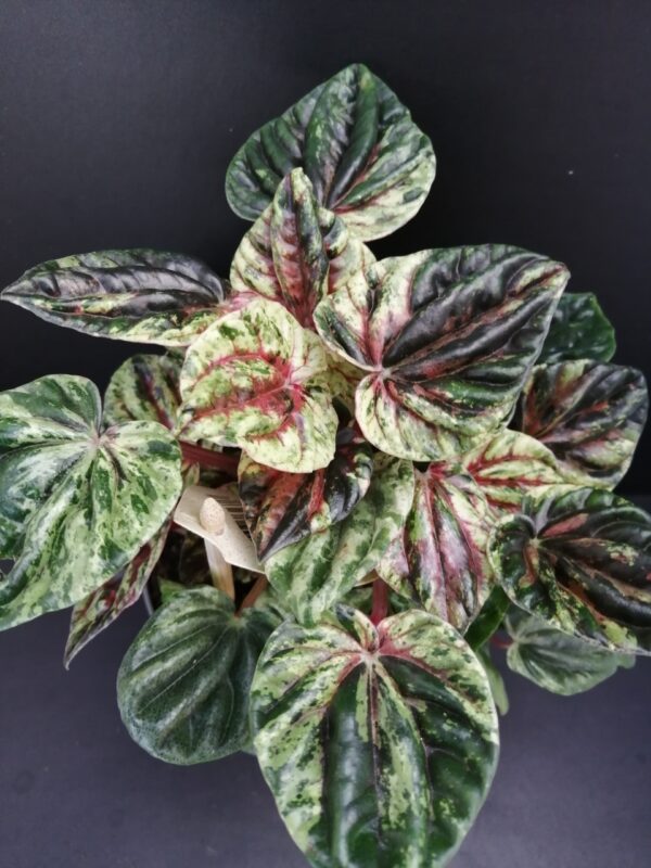 Peperomia caperata variegata Helios