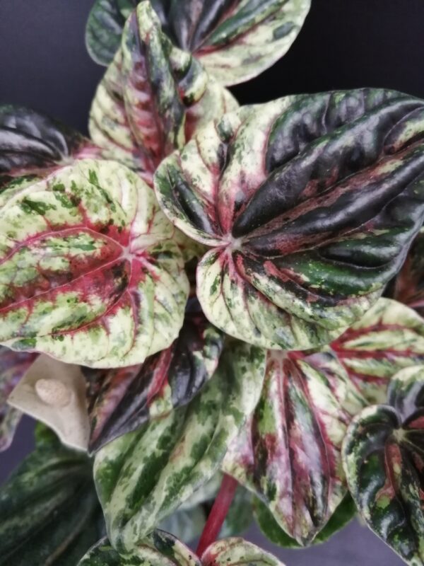 Peperomia caperata variegata Helios - immagine 2