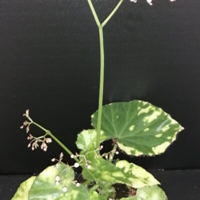 Begonia manicata Aureomaculata