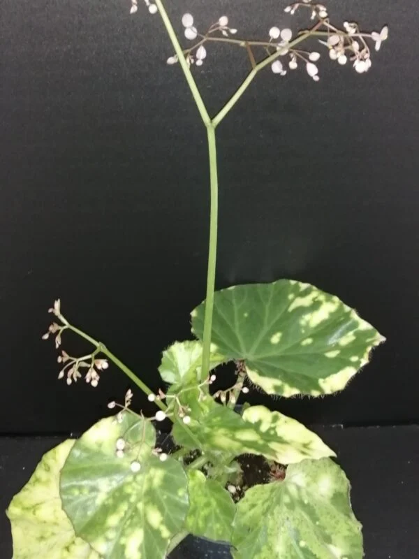 Begonia manicata Aureomaculata, pianta da interno