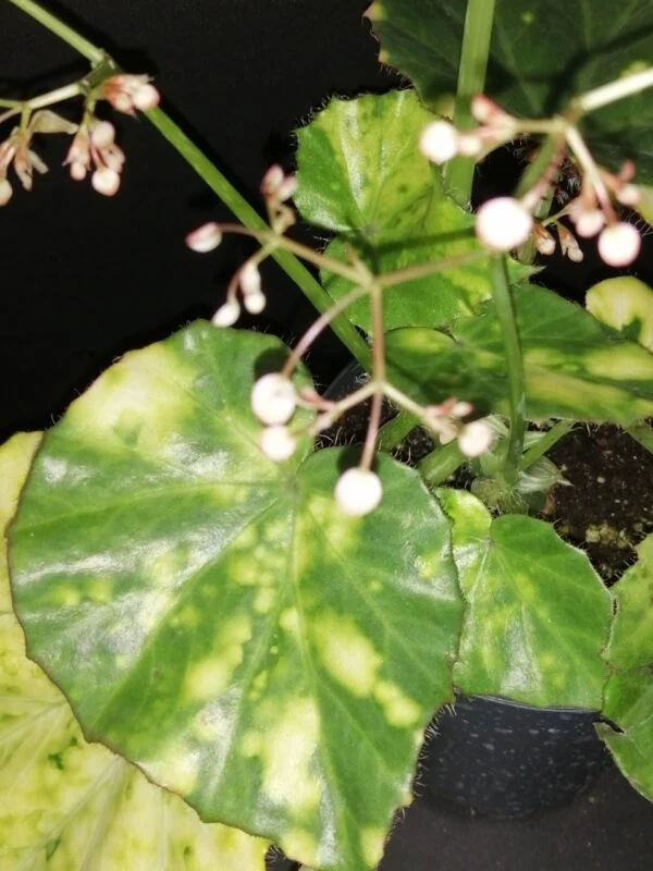 Begonia manicata Aureomaculata, foto 2