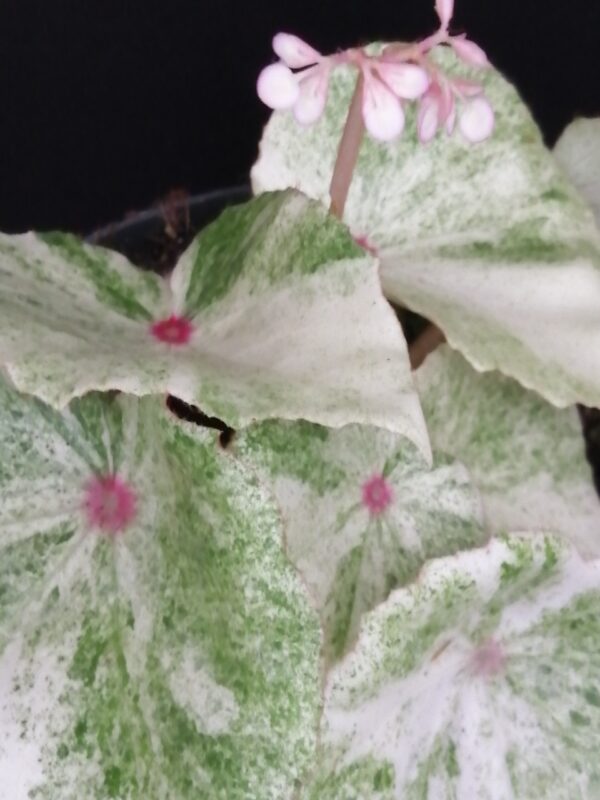 Begonia Rouge Variegata Ultra - immagine 2