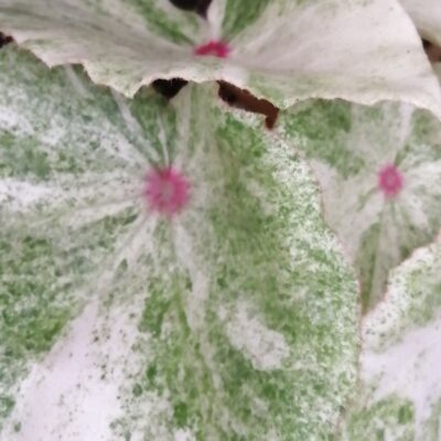 Begonia Rouge Variegata Ultra