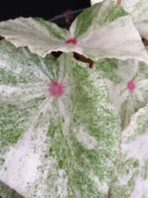 Begonia Rouge Variegata Ultra, pianta da interno