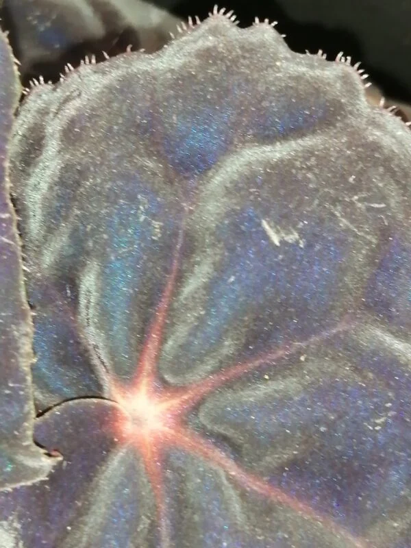 Begonia Conga Magic colors, foto 2