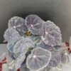 Begonia Conga Magic colors, pianta da interno