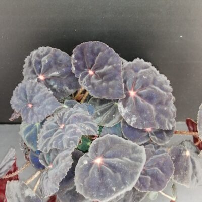 Begonia Conga Magic colors