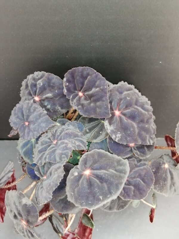 Begonia Conga Magic colors