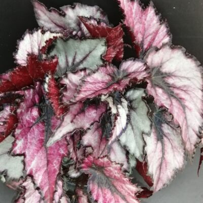 Begonia Magma Magic colors