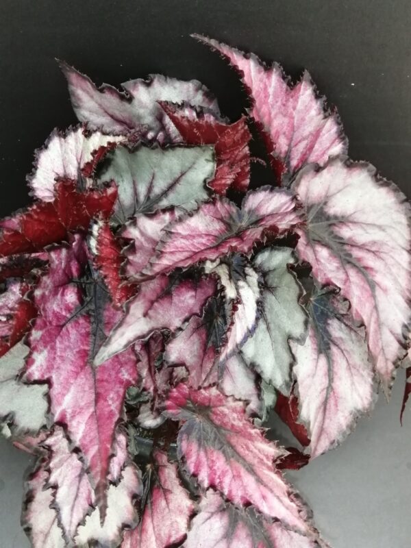 Begonia Magma Magic colors