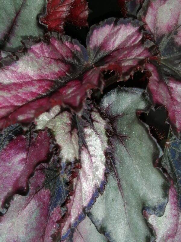 Begonia Magma Magic colors - immagine 2