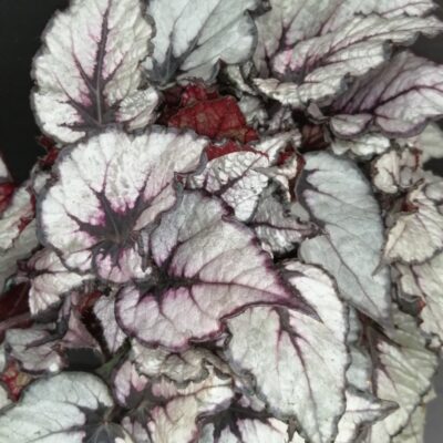 Begonia Rain Dance Magic colors