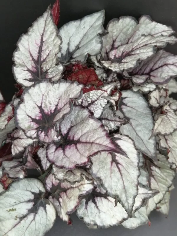 Begonia Rain Dance Magic colors, pianta da interno