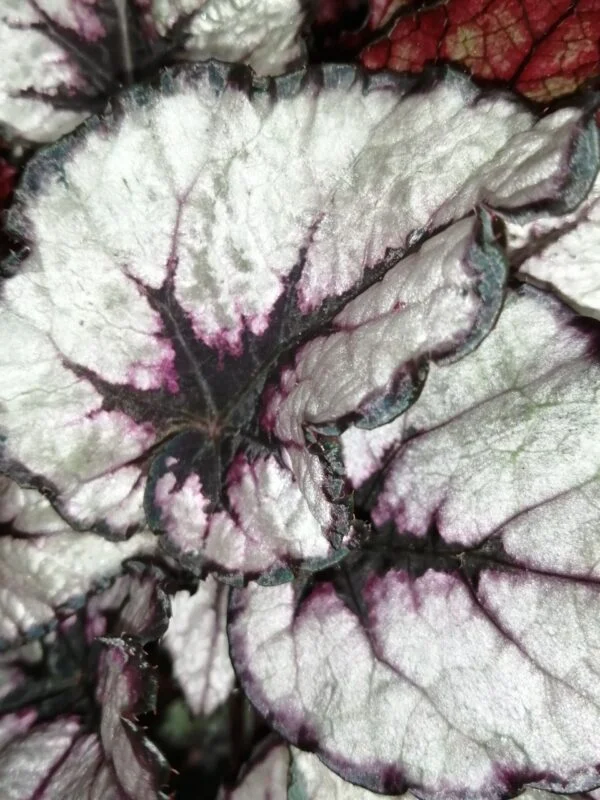 Begonia Rain Dance Magic colors, foto 2