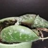 Hoya imbricata, pianta da interno