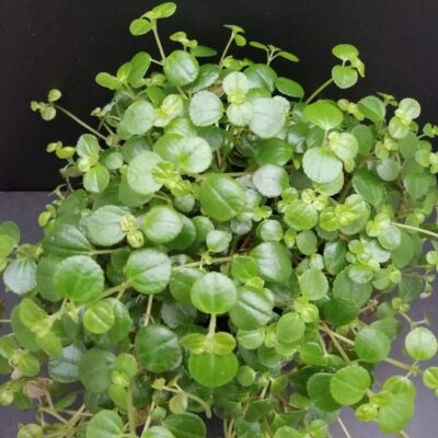 Pilea depressa