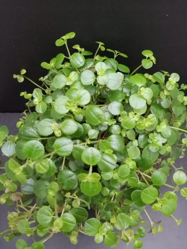 Pilea depressa, pianta da interno