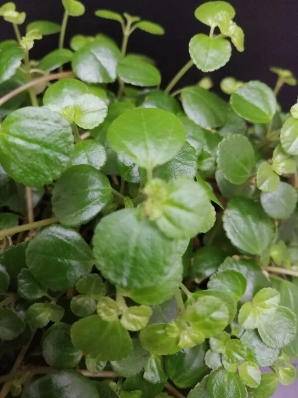 Pilea depressa, foto 2