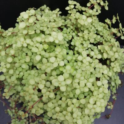 Pilea glauca Lemon Yellow