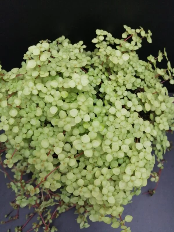 Pilea glauca Lemon Yellow, pianta da terrario