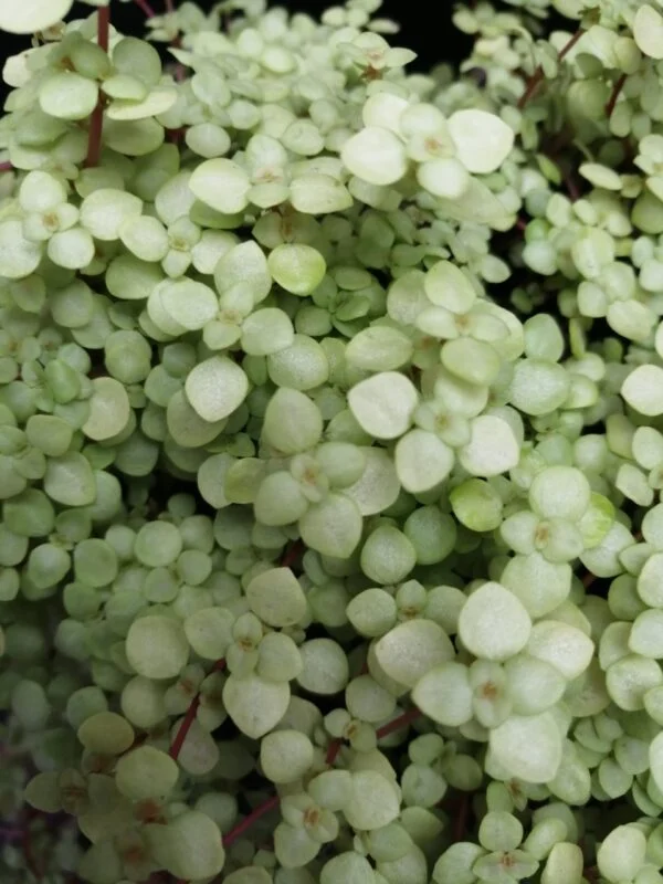 Pilea glauca Lemon Yellow, foto 2