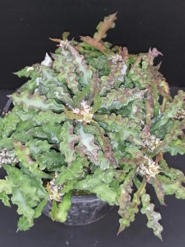 Euphorbia decaryi, pianta da interno
